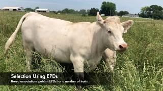 Using EPDs for Selection - Mizzou Repro