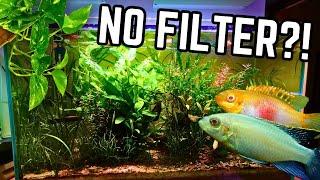 I Got Rid Of My Aquarium Filter, and You Should Too!