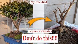 5 beginner Bonsai mistakes to avoid,  that might be killing your bonsai tree!