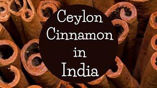 Ceylon Cinnamon in India | Indian Cinnamon #ceyloncinnamon #cinnamon #indiancinnamon