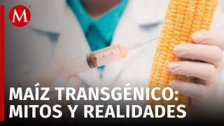 En México, el maíz transgénico se usa solo para consumo animal: Experta UNAM