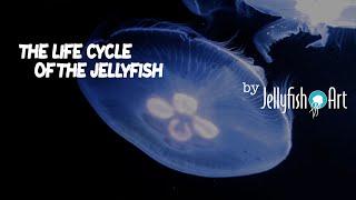 LIFE CYCLE OF THE JELLYFISH - JELLYFISH ART - MOON JELLYFISH