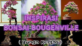 Inspirasi Bonsai Bougenville ( Bunga Kertas )