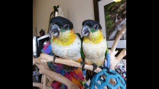 9 week old Baby Black Headed Caiques -- Rainbow Parrots Aviary