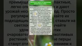 Маленькие чудеса на подоконнике: декоративные перцы...