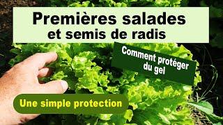 Premières plantation de salades et semis de radis bio