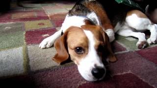 Belle the Beagle: Using an Ice Pack for Dog Seizures