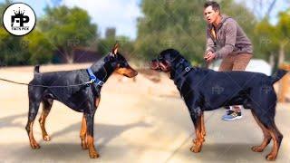 Rottweiler vs Doberman Which Is Best!