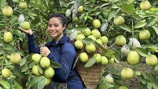 Harvesting guava fruit gardens to the market to sell - Making garden
