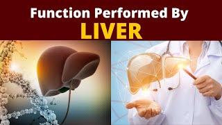 Function of Liver | Liver function | Role of Liver | liver |