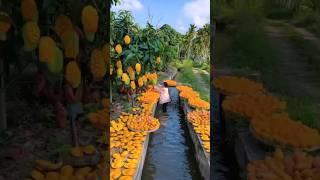 Chinese Mango Farming . #agriculture #viral #viral #youtubeshorts #chemicalfreefarming #mango #HHV