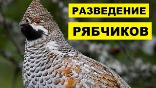 Разведение рябчиков в домашних условиях как бизнес | Дичеразведение | Домашние рябчики