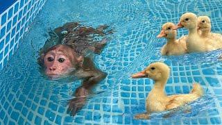 Bibi is loving and wants the duckling to experience his swimming pool!