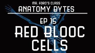 Red Blood Cells : Ep 15 Anatomy Bytes