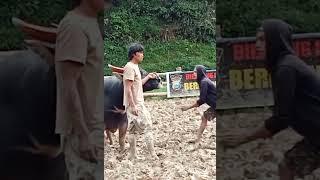 Adu Kerbau Toraja Balusu / Buffalo fight / tedong silaga / ควาย ຄວາຍ  भैंस की लड़ाई chọi trâu 水牛大战