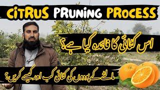 Citrus Pruning Guide | Maltay Ki Katai Ka Sahi Tareeqa | Faiday Aur Ehtiatein | Zyada Paidawar