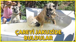 Sıcaktan Etkilenen Kangal Köpeklerine 'Jakuzi' Serinliği