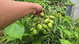 Rutina Diaria para lograr árboles con muchos frutos