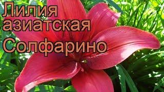 Лилия азиатская Солфарино (lilium)  лилия Солфарино обзор: как сажать луковицы лилии Солфарино