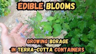 Edible Blooms: Growing Borage in Terra-Cotta Containers#borage #gardening #containergardening #herb