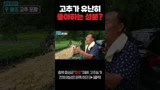 유난히 고추가 좋아하는 영양분은?! #고추재배 #1주1근수확 #농우 #왕조