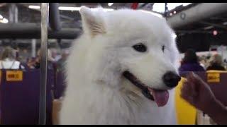 The Smiling Samoyed