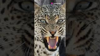 Young Leopard's Territory Quest  #trending #viralvideo #viralvideo