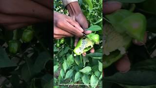 shimala mirchi #viral #vinodfarmer #facts #shorts #money