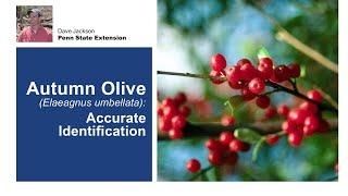 Autumn Olive: Accurate Identification