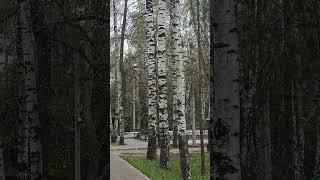 Внеплановый Новый год ((