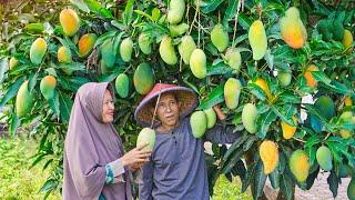 Memetik Mangga Manis di Kebun | Masak Sop Tetelan, Puding Mangga, Kering Tempe, dan Sambal Kecap