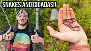 Snakes Under Tin and Mass Cicada Emergence in Georgia! Kingsnakes, Turtles, and Scarlet Snake!