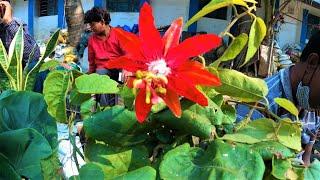 JHUMKOLOTA LILY DHUTURA FLOWER PLANT PRICE| GALIFF STREET PLANT NURSERY MARKET| Best Flowers Forever