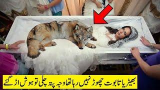 ڈاکٹر نے غور سے باڈی کو دیکھا تو فورا پولیس بلالی Wolf Was Not Leaving Woman When Doctor Checked...