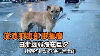 流浪狗腹部有巨大腫瘤，被路人送往醫院，狗狗朋友在門口不離不棄