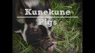 Kunekune Pigs with the Traditional Catholic Homestead