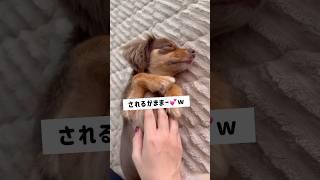 うちの愛犬チワックス君はされるがまま