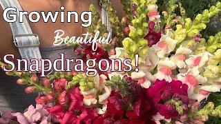 Growing Beautiful Snapdragons and Seed Organization  // Crowley House Flower Farm