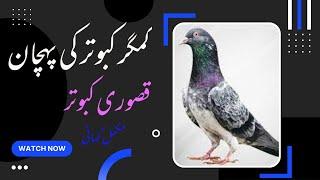 Pure Kamagar Kabootar Ki Pehchan | Asal Kasuri Kabootar Ki History | Red Eyes Pigeons