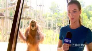 The Smiling Orangutan (Courtesy: Channel Nine News)