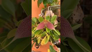 Микромир распускается. Живая сказка в джунглях #orchidworld #orchids #орхидеи