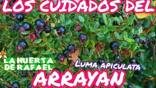 Los cuidados del Arrayán o mirto Chileno|•|[ Luma apiculata]|•|El cultivo del Arrayán|•|6TaTemporada