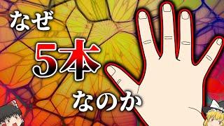 【700万年役立たずだった部位】指が4本だとどうなる？【ゆっくり解説】【雑学】