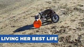 Disabled Dog Enjoys Playing Frisbee At The Beach