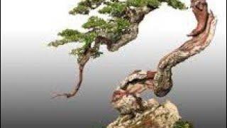 32 inspirasi bonsai bunjin style