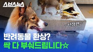 강아지·고양이·햄스터·앵무새... 반려동물 키우고 싶다면 꼭 봐야 하는 영상 /스브스뉴스