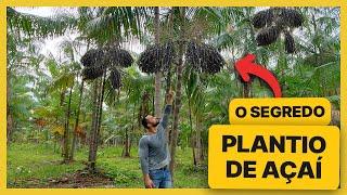 Plantio de Açaí | Quantas mudas plantar por cova?