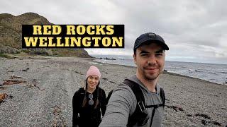 Is this the best SEAL encounter in the WILD? | New Zealand Road Trip, North Island ep.7