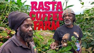 How a Rasta Farms Organic Coffee in the Blue Mountains Full Tour!