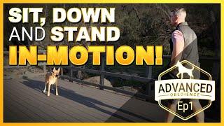 Teach your Dog to Perform a Sit, Down, or Stand IN-MOTION.